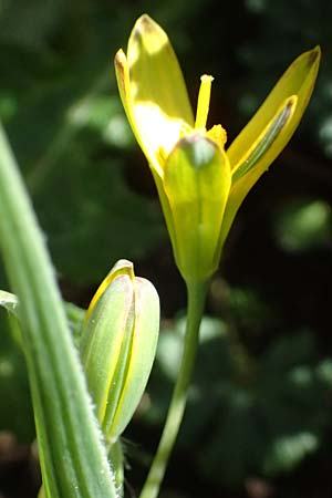 Gagea lutea \ Wald-Gelbstern / Star of Bethlehem, F Luberon bei/near Robion 16.3.2024