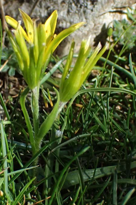 Gagea x luberonensis \ Luberon-Gelbstern / Luberon Meadow Gagea, F Luberon bei/near Robion 16.3.2024