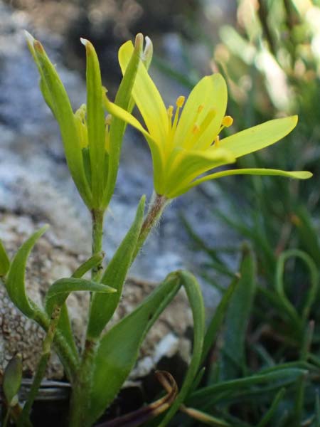 Gagea x luberonensis \ Luberon-Gelbstern / Luberon Meadow Gagea, F Luberon bei/near Robion 16.3.2024