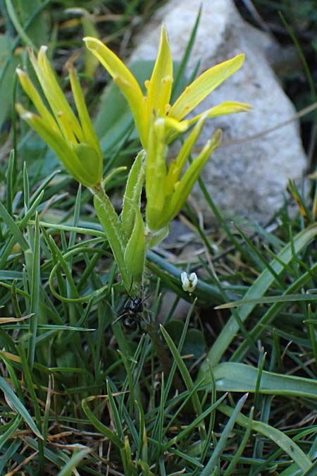 Gagea x luberonensis \ Luberon-Gelbstern / Luberon Meadow Gagea, F Luberon bei/near Robion 16.3.2024