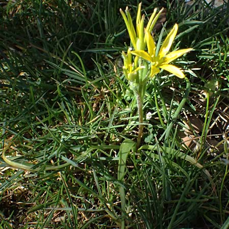 Gagea x luberonensis \ Luberon-Gelbstern / Luberon Meadow Gagea, F Luberon bei/near Robion 16.3.2024