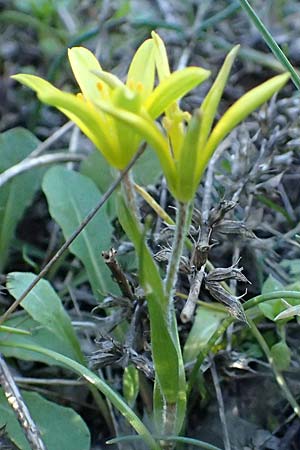 Gagea x luberonensis \ Luberon-Gelbstern / Luberon Meadow Gagea, F Luberon bei/near Robion 16.3.2024