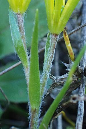 Gagea x luberonensis \ Luberon-Gelbstern / Luberon Meadow Gagea, F Luberon bei/near Robion 16.3.2024