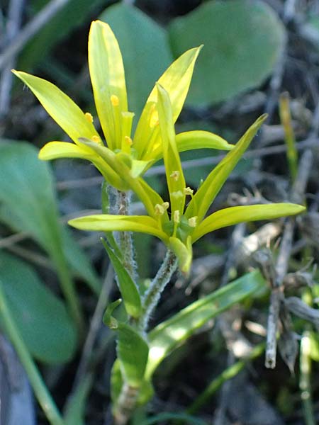 Gagea x luberonensis \ Luberon-Gelbstern / Luberon Meadow Gagea, F Luberon bei/near Robion 16.3.2024