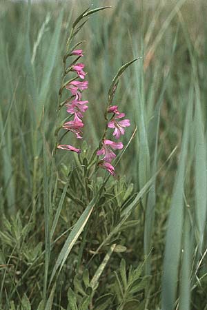 Gladiolus italicus \ Gladiole / Field Gladiolus, F Camargue 31.5.1982