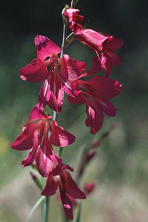 Gladiolus communis ? \ Gewhnliche Gladiole, Gemeine Siegwurz / Cornflag, F La Motte 26.5.2005