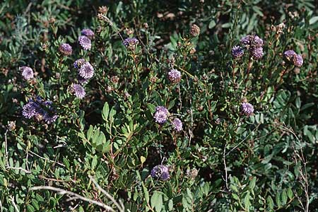 Globularia alypum \ Strauchige Kugelblume / Wild Senna, F Marseille 19.3.1999