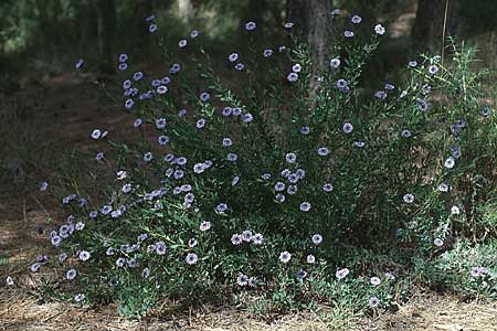Globularia alypum \ Strauchige Kugelblume / Wild Senna, F Chaine du l'Estaque 11.3.2001
