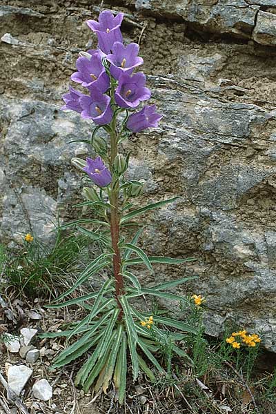Campanula speciosa \ Pyren&auml;en-Glockenblume / Pyrenean Bellflower, F Causse Noir 30.5.1990