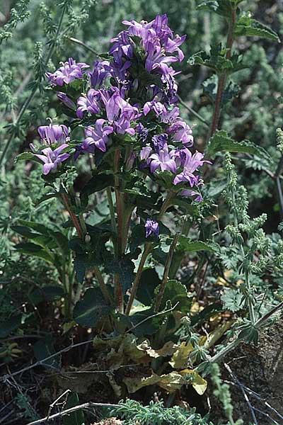 Campanula glomerata \ Knuel-Glockenblume / Clustered Bellflower, F Pyrenäen/Pyrenees, Corsavy 24.6.2001