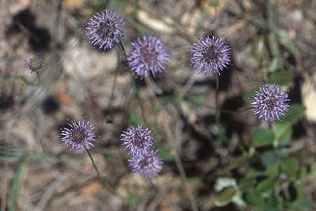 Jasione montana \ Berg-Sandglckchen, Schaf-Rapunzel / Sheep's Bit, F Bagnols-en-Foret 26.5.2005