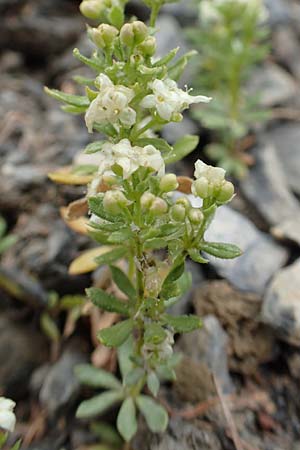 Galium megalospermum \ Schweizer Labkraut / Swiss Bedstraw, F Col de la Bonette 8.7.2016