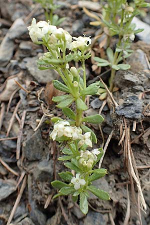 Galium megalospermum \ Schweizer Labkraut / Swiss Bedstraw, F Col de la Bonette 8.7.2016