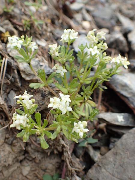 Galium megalospermum \ Schweizer Labkraut / Swiss Bedstraw, F Col de la Bonette 8.7.2016