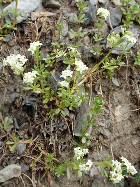 Galium megalospermum \ Schweizer Labkraut / Swiss Bedstraw, F Col de la Bonette 8.7.2016