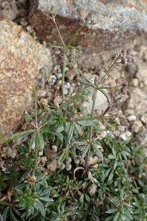 Galium marchandii \ Marchands Labkraut / Marchand's Bedstraw, F Pyren&auml;en/Pyrenees, Mont Llaret 31.7.2018