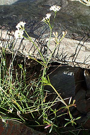 Galium marchandii \ Marchands Labkraut / Marchand's Bedstraw, F Pyren&auml;en/Pyrenees, Puigmal 1.8.2018