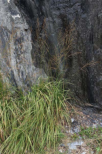 Glyceria maxima \ Wasser-Schwaden / Reed Manna Grass, Reed Sweet Grass, F St. Disdier 9.10.2021