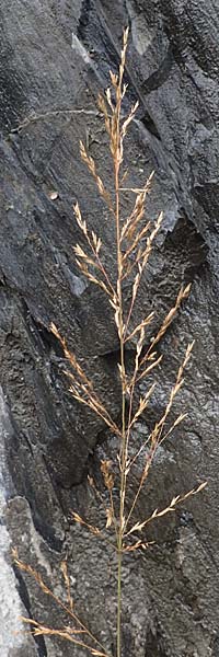 Glyceria maxima \ Wasser-Schwaden / Reed Manna Grass, Reed Sweet Grass, F St. Disdier 9.10.2021