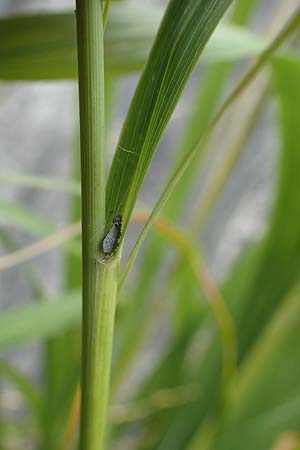 Glyceria maxima \ Wasser-Schwaden / Reed Manna Grass, Reed Sweet Grass, F St. Disdier 9.10.2021
