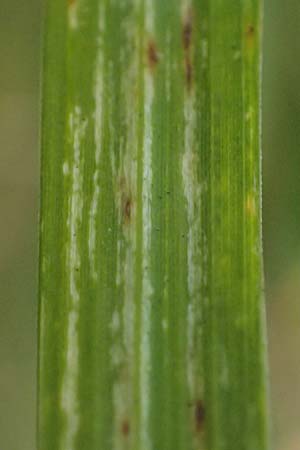 Glyceria maxima \ Wasser-Schwaden / Reed Manna Grass, Reed Sweet Grass, F St. Disdier 9.10.2021