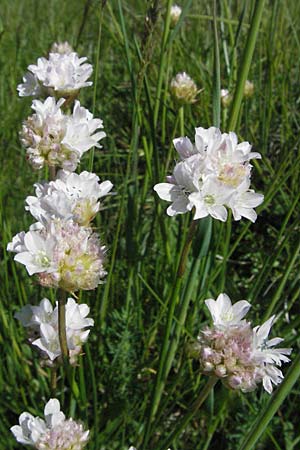 Armeria arenaria ? \ Wegerichblttrige Grasnelke / Jersey Thrift, F Castellane 12.5.2007