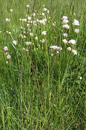 Armeria arenaria ? \ Wegerichblttrige Grasnelke / Jersey Thrift, F Castellane 12.5.2007