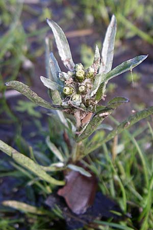 Gnaphalium uliginosum \ Sumpf-Ruhrkraut / Marsh Cudweed, F Vogesen/Vosges, Lac de la Lauch 3.8.2008