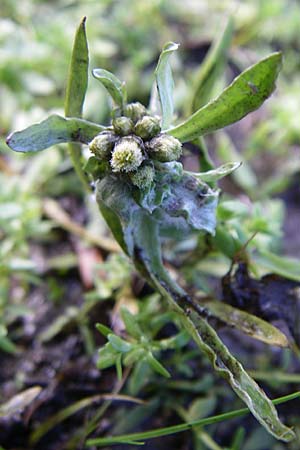 Gnaphalium uliginosum \ Sumpf-Ruhrkraut / Marsh Cudweed, F Vogesen/Vosges, Lac de la Lauch 3.8.2008