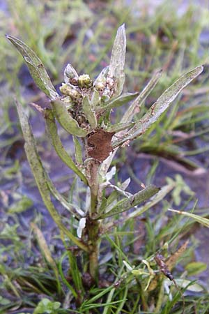 Gnaphalium uliginosum \ Sumpf-Ruhrkraut / Marsh Cudweed, F Vogesen/Vosges, Lac de la Lauch 3.8.2008