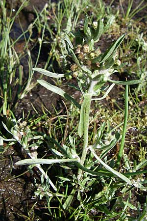 Gnaphalium uliginosum \ Sumpf-Ruhrkraut / Marsh Cudweed, F Vogesen/Vosges, Lac de la Lauch 3.8.2008