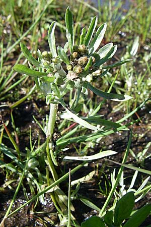 Gnaphalium uliginosum \ Sumpf-Ruhrkraut / Marsh Cudweed, F Vogesen/Vosges, Lac de la Lauch 3.8.2008