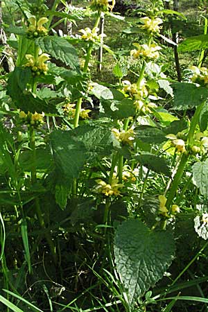 Lamium montanum \ Berg-Goldnessel / Mountain Yellow Archangel, F Corbières, Talairan 13.5.2007
