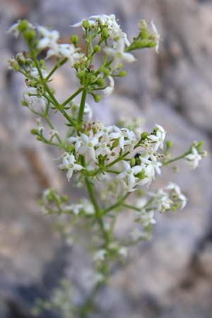Galium lucidum \ Glanz-Labkraut / Shining Bedstraw, F Grand Canyon du Verdon 23.6.2008