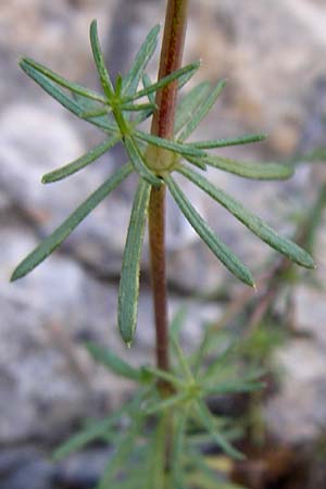 Galium lucidum \ Glanz-Labkraut / Shining Bedstraw, F Grand Canyon du Verdon 23.6.2008