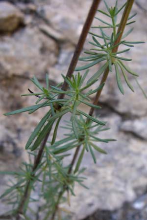 Galium lucidum \ Glanz-Labkraut / Shining Bedstraw, F Grand Canyon du Verdon 23.6.2008