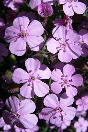 Saponaria ocymoides \ Rotes Seifenkraut / Rock Soapwort, F Pyrenäen/Pyrenees, Eyne, Museum-Garden 26.6.2008