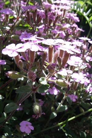 Saponaria ocymoides \ Rotes Seifenkraut / Rock Soapwort, F Pyrenäen/Pyrenees, Eyne, Museum-Garden 26.6.2008