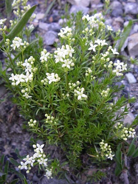 Galium pusillum \ Kleines Labkraut / Least Mountain Bedstraw, Dwarf Ladies' Bedstraw, F Col du Galibier 21.6.2008