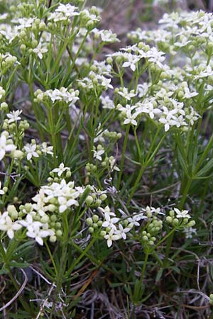 Galium pusillum \ Kleines Labkraut / Least Mountain Bedstraw, Dwarf Ladies' Bedstraw, F Col du Galibier 21.6.2008