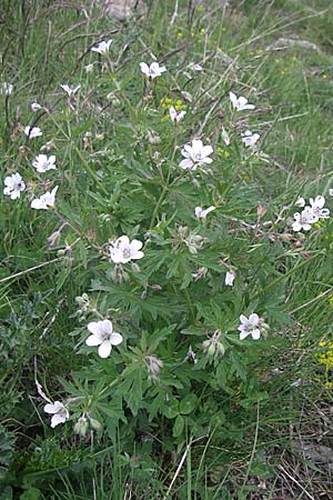 Geranium rivulare \ Blabltiger Storchschnabel / White Crane's-Bill, F Col Agnel 22.6.2008