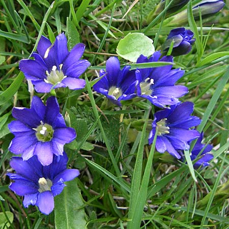 Gentiana pyrenaica \ Pyren&auml;en-Enzian / Pyrenean Gentian, F Pyren&auml;en/Pyrenees, Eyne 25.6.2008