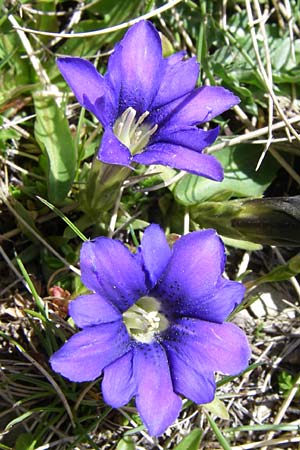 Gentiana pyrenaica \ Pyren&auml;en-Enzian / Pyrenean Gentian, F Pyren&auml;en/Pyrenees, Port d'Envalira 26.6.2008
