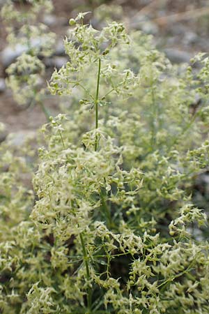Galium lucidum \ Glanz-Labkraut / Shining Bedstraw, F Col de la Bonette 8.7.2016