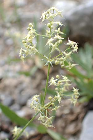 Galium lucidum \ Glanz-Labkraut / Shining Bedstraw, F Col de la Bonette 8.7.2016