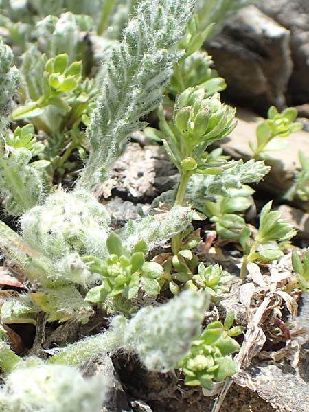 Galium megalospermum \ Schweizer Labkraut / Swiss Bedstraw, F Col de la Bonette 8.7.2016