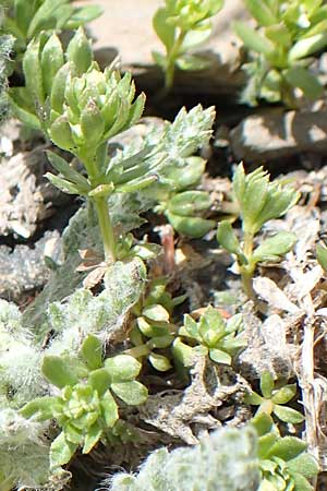 Galium megalospermum \ Schweizer Labkraut / Swiss Bedstraw, F Col de la Bonette 8.7.2016