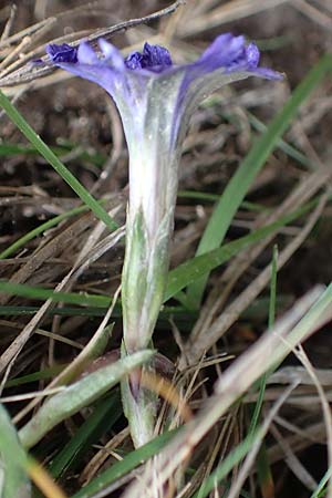 Gentiana pyrenaica \ Pyren&auml;en-Enzian / Pyrenean Gentian, F Pyren&auml;en/Pyrenees, Mont Llaret 31.7.2018