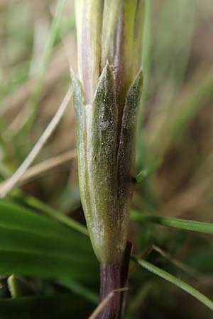 Gentiana pyrenaica \ Pyren&auml;en-Enzian / Pyrenean Gentian, F Pyren&auml;en/Pyrenees, Mont Llaret 31.7.2018