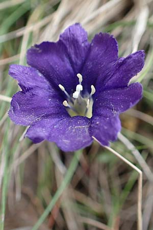Gentiana pyrenaica \ Pyren&auml;en-Enzian / Pyrenean Gentian, F Pyren&auml;en/Pyrenees, Mont Llaret 31.7.2018